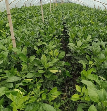 [柚子苗批发]泰国红宝石青柚苗价格8.00元/棵 - 一亩田