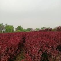 紫叶矮樱