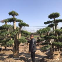 红花继木球