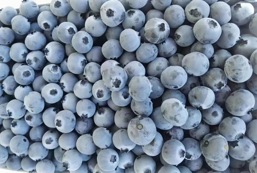 蓝莓浓缩汁与新鲜蓝莓对比图