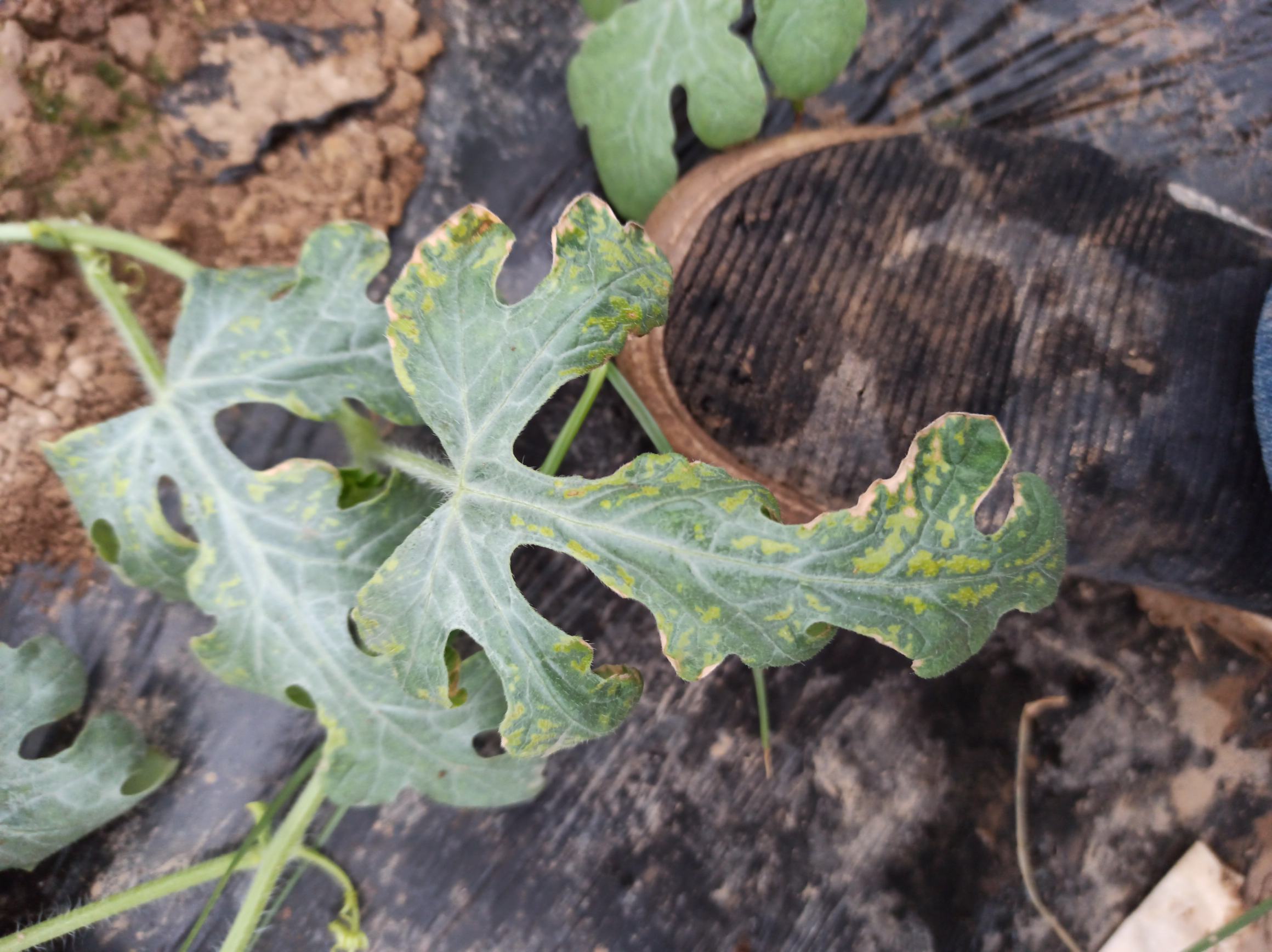 黄瓜果实出现化瓜现象,果实变软、变色,失去商品价值 黄瓜化瓜病果特写