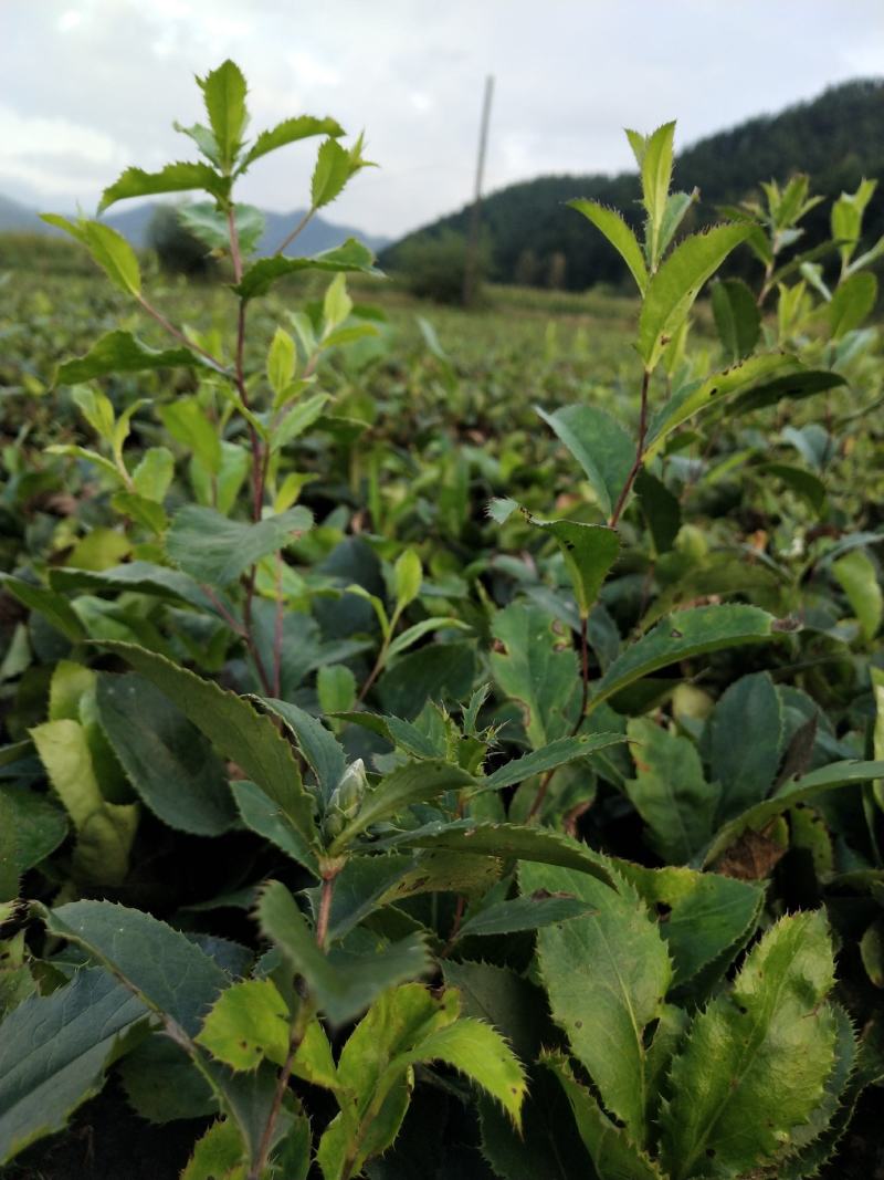 河北承德朱砂点北苍术苗承德朱砂点苍术苗一年苗两年苗