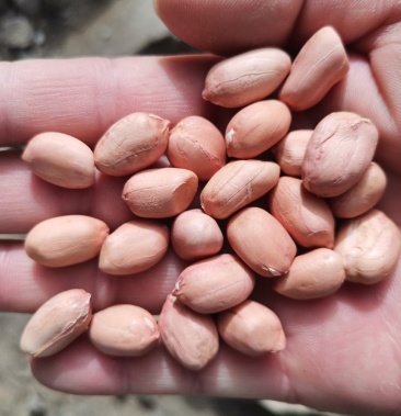 高产高油酸花生豫花37花生种子米适合春播夏播