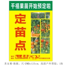 电白区正宗老千禧圣女果苗，，本着质量精，信誉第一为宗旨