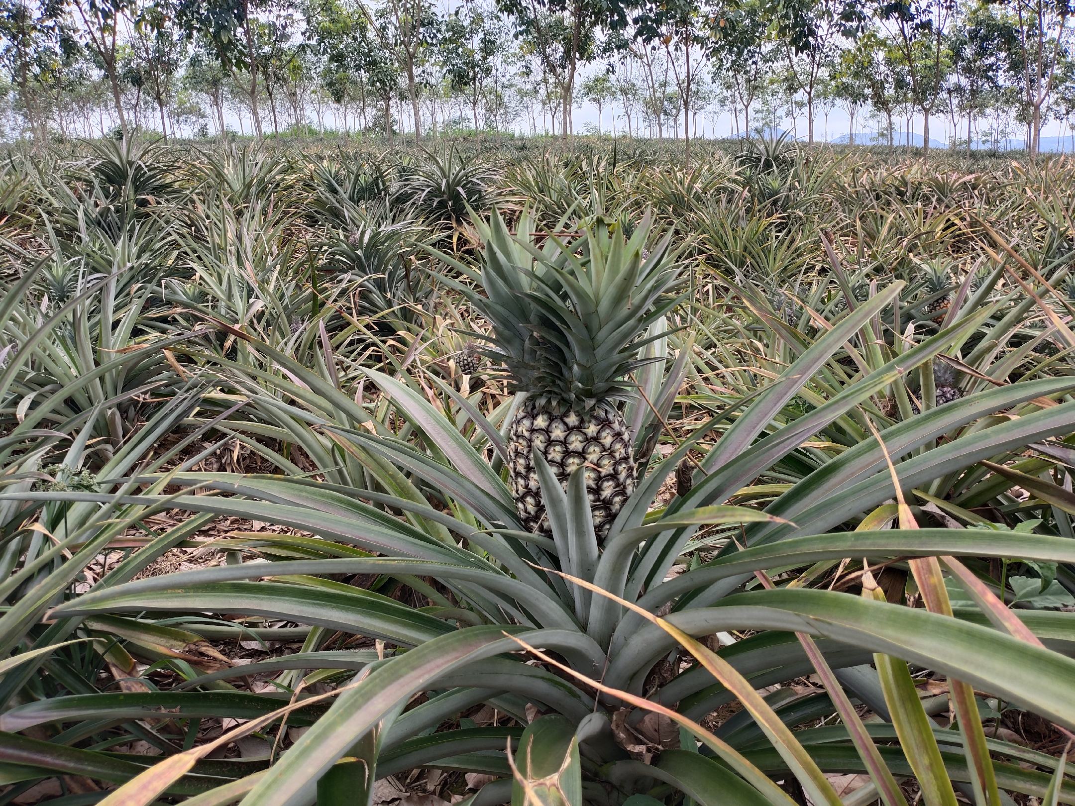 武夷山岩茶雪梨种植基地