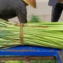 邳州精品红帽蒜苔大量上市中适合每一个市场