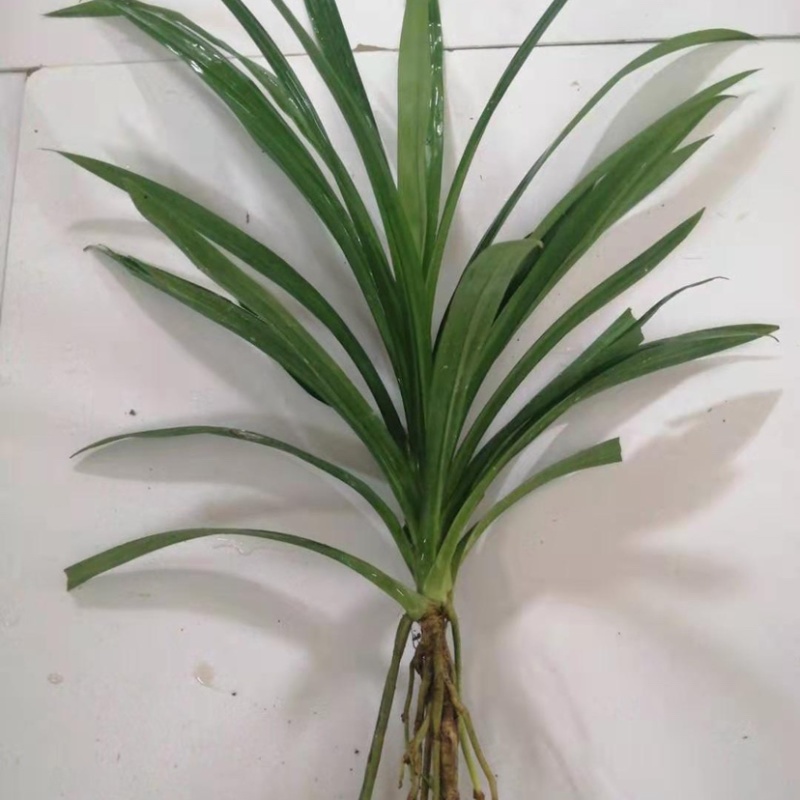 正宗基地研发,品质优良斑斓苗香兰苗,量大从优