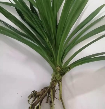 正宗基地研发品质优良斑斓苗香兰苗量大从优