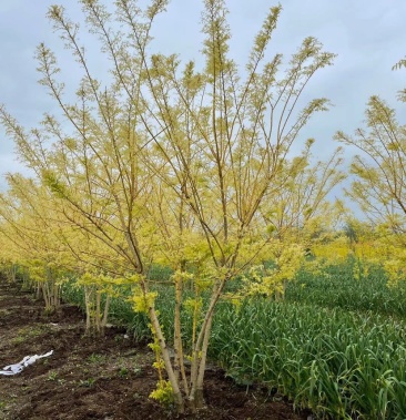 金枝槐丛生金枝槐丛生黄金槐