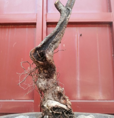 黄栌盆栽黄栌下山桩