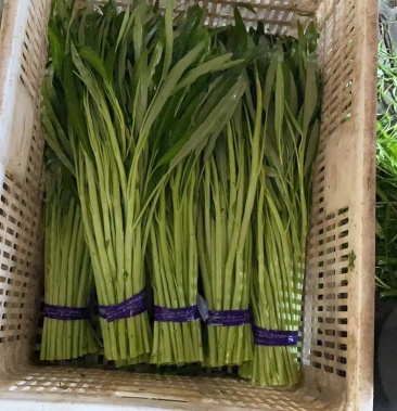 [空心菜批发]白杆空心菜价格1.00元/斤 - 一亩田