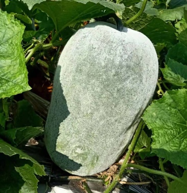 广西白皮长瓜坐瓜蹲瓜大量供应!需要联系!谢谢老板!