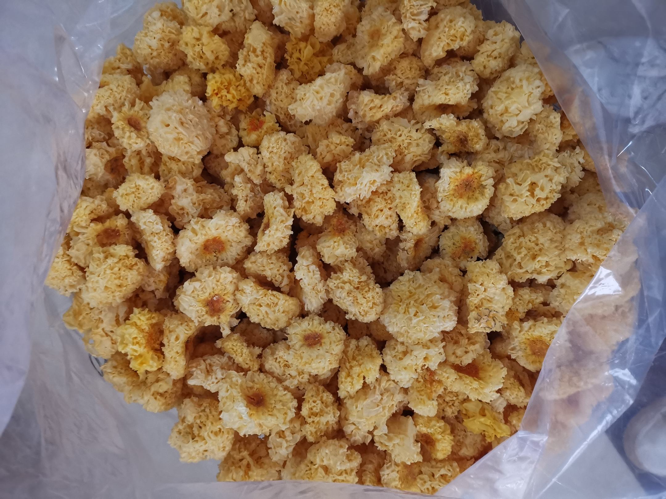 图片说明:泡发完整的椴木银耳,呈现出自然的淡黄色,质地柔软富有弹性 泡发完整的椴木银耳