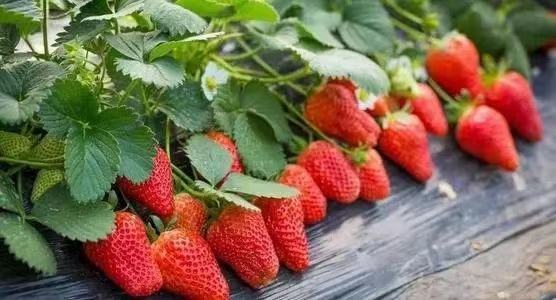 草莓疏果与授粉操作示意图