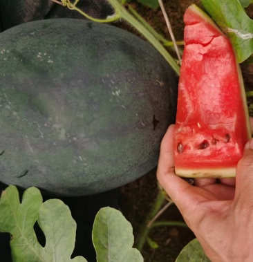 [黑美人西瓜批发]广西黑美人价格0.90元/斤 - 一亩田