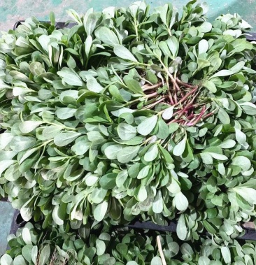 马齿苋新鲜食用马齿菜农家现挖野菜天然野菜