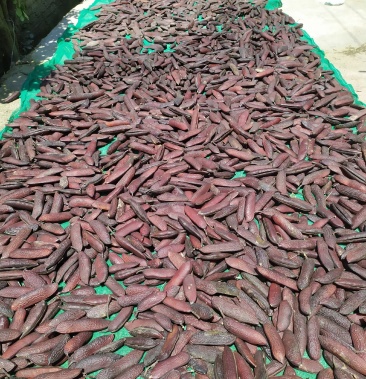 肥皂荚中药材 油皂角 荚肉皂角可自制中药洗发水