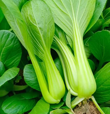 [油菜批发]小青菜量大,质量好,有需要的可以联系我价格0.