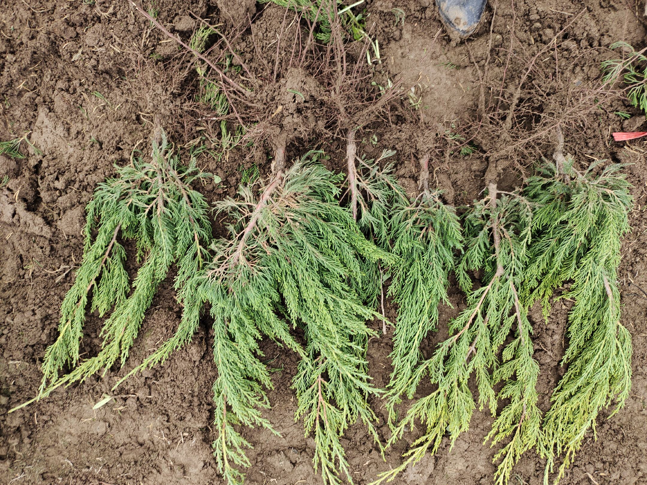 龙柏种植现场,工人正在进行定植操作,土壤已改良,根系完整 龙柏种植现场