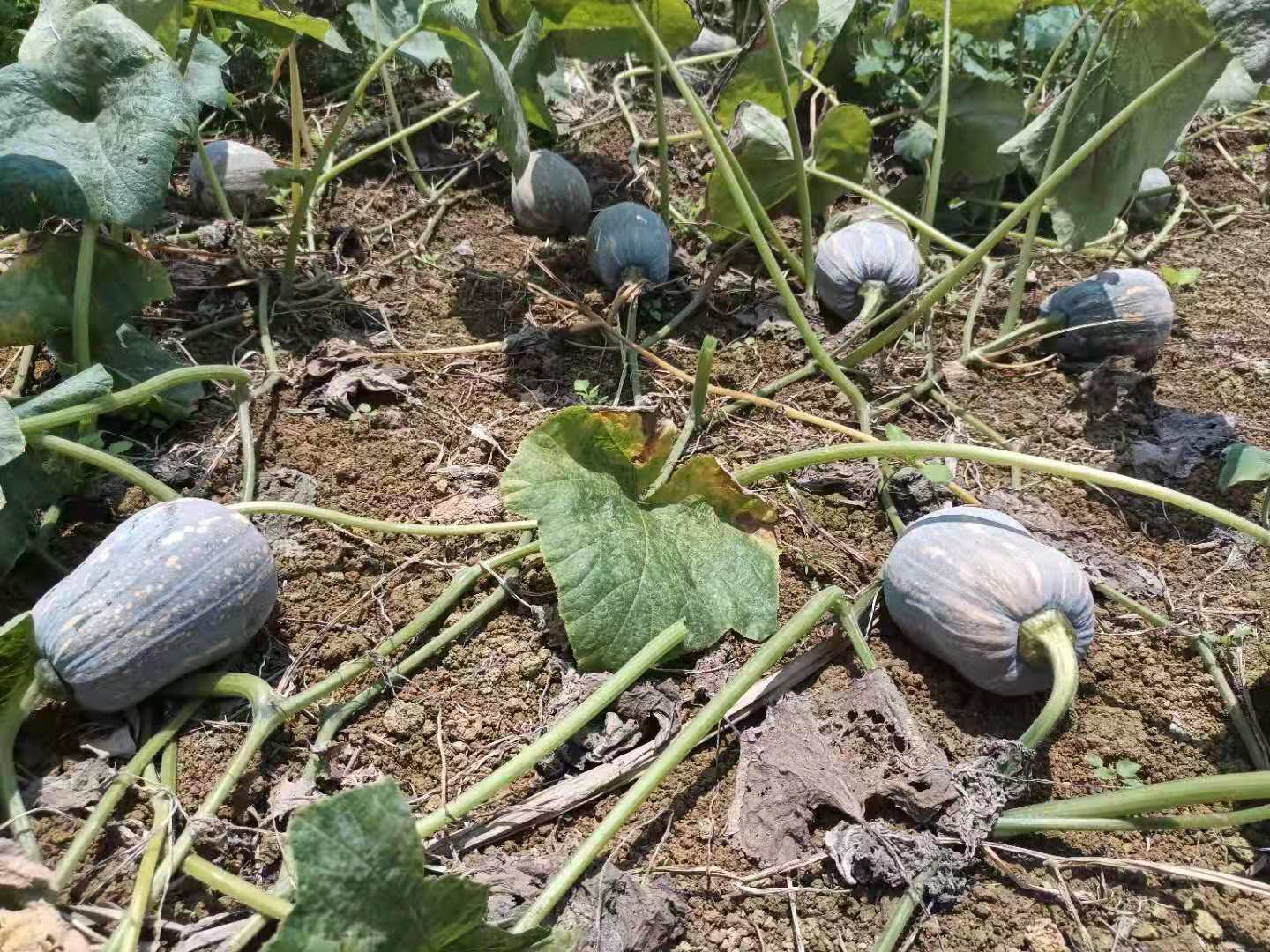 奶油小南瓜种植基地