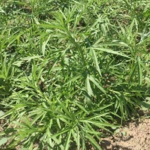 长期供货正宗芦篙全国供应