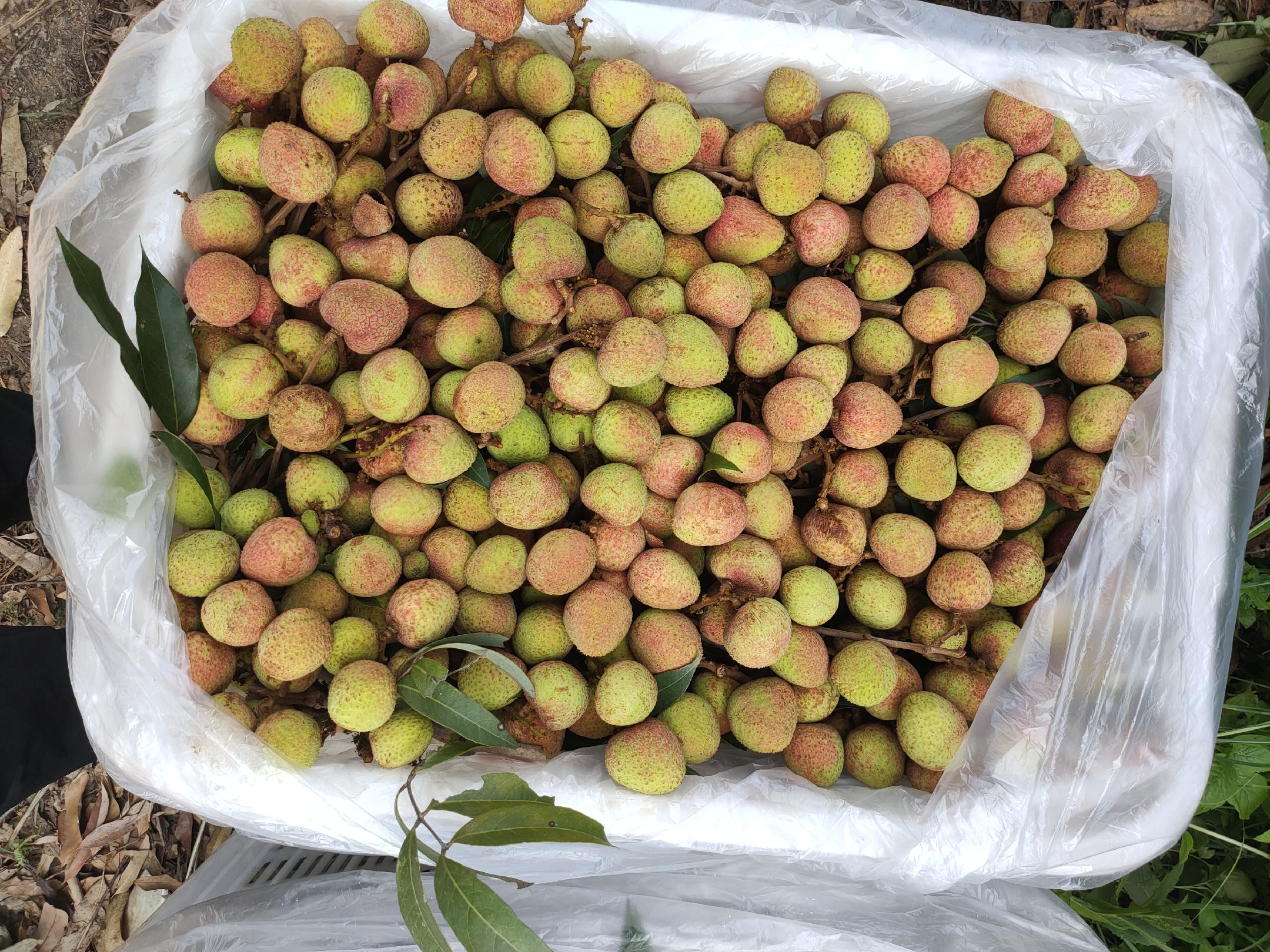 新疆红荔枝面采摘现场