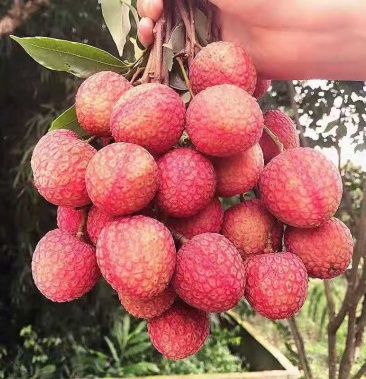 元江特产三月红荔枝