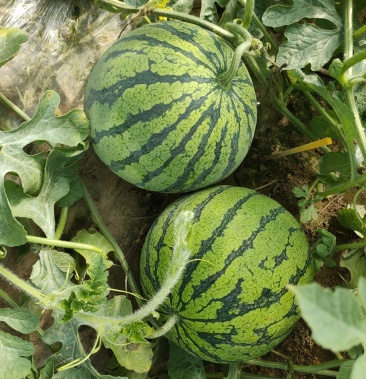 [8424西瓜批发]南王店8424西瓜价格2.00元/斤 - 一亩田