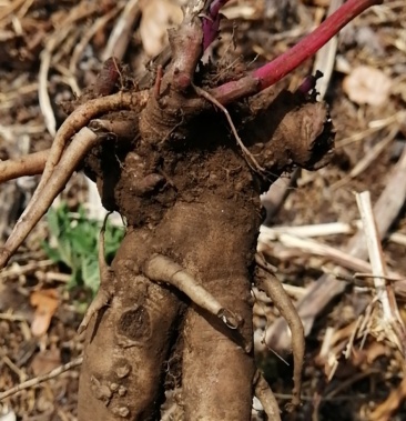 [牛膝批发]牛膝 怀牛膝 牛膝 牛膝 野生牛膝 大量价格8.