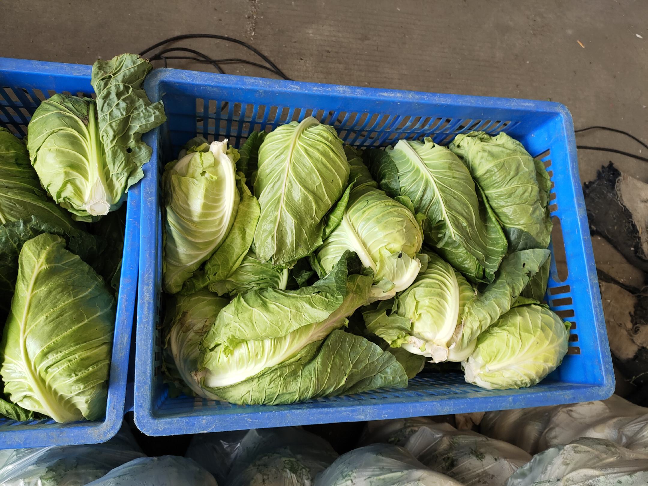 新鲜牛心甘蓝整颗高清特写,突出紧实球形、深紫红表皮与自然蜡质层,背景为传统农家竹筐,体现农产品本真质感 牛心甘蓝整颗特写:深紫红色紧实球状甘蓝,表面光滑有蜡质光泽,底部带浅绿色短茎,置于竹编菜筐中