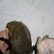 吃鱼虾长大的套养老甲，好东西要分享！！！！！