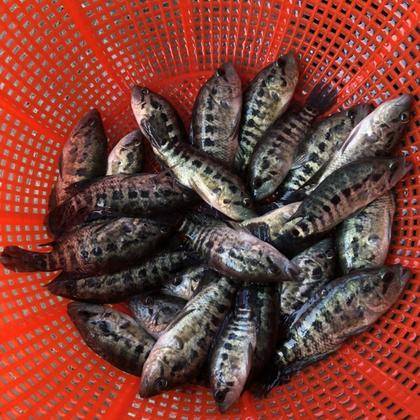淡水石斑鱼,场地直销量大,技术指导养殖规划大量出售各种规格花斑