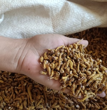 云南怒江高黎贡山野生虎牙石斛 一手货源 货源充足