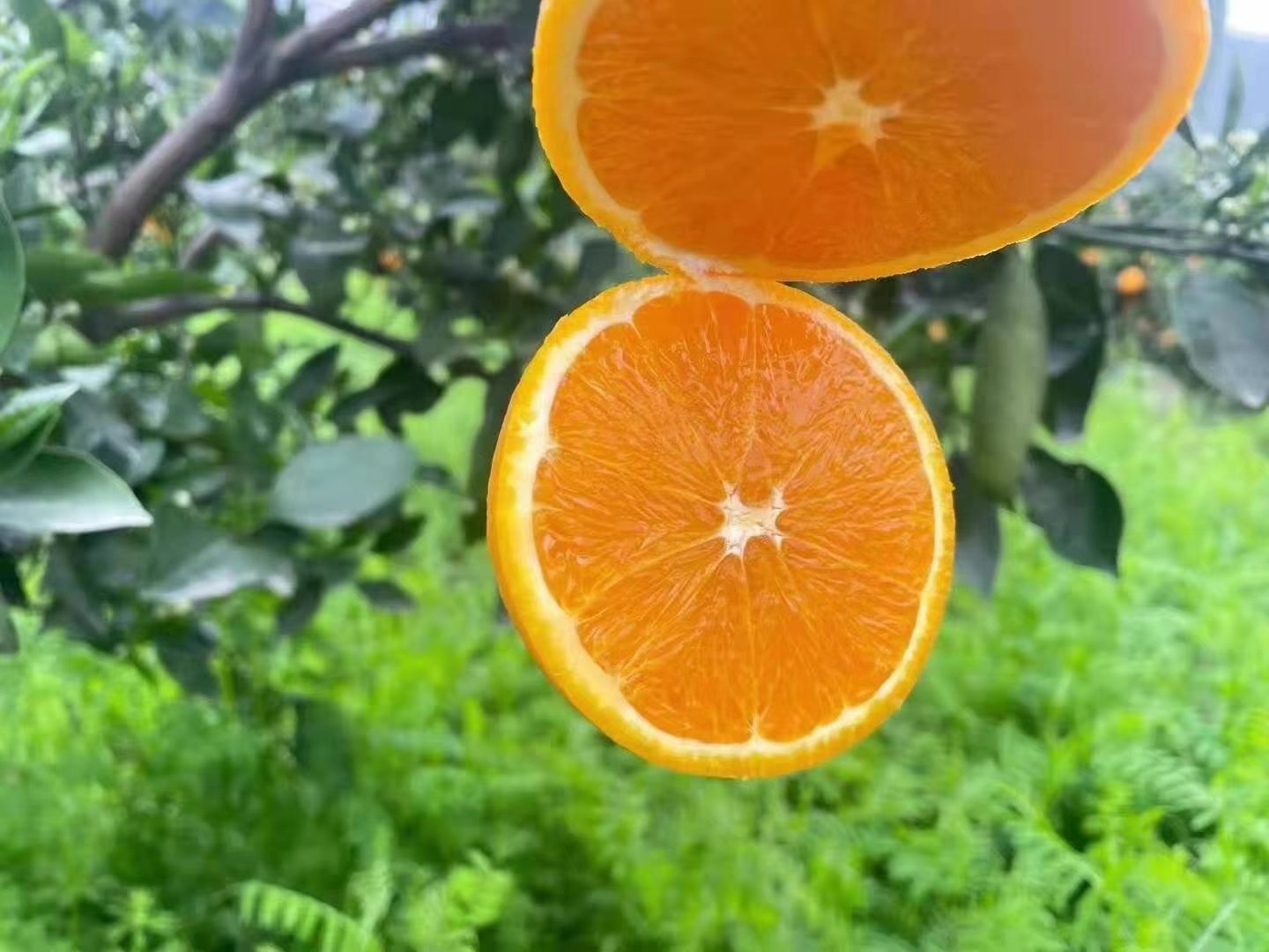 一张高清静物摄影图,展示切开与完整的夏橙:一侧是一个完整的金黄色夏橙,表皮光滑;另一侧是被剖开的夏橙,露出饱满多汁的橙色果肉,汁水欲滴,旁边配有透明玻璃杯盛满新鲜榨出的橙汁,背景为木质餐桌和绿植,突出自然健康感 夏橙产品展示图