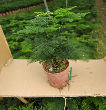 矮生文竹大文竹可做组盆基地直发