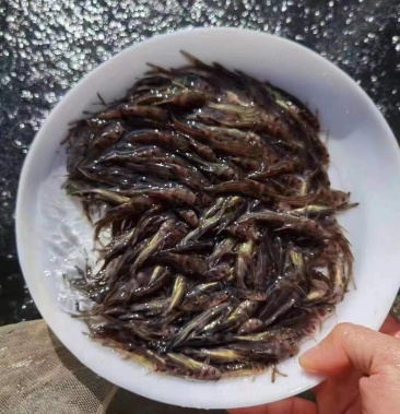 牛尾巴软骨类鱼苗