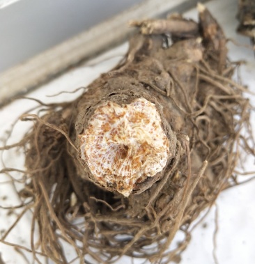 承德朱砂点苍术苗野生根繁育一年苗两年苗预定