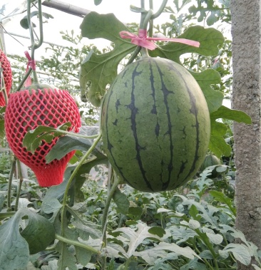 l600礼品西瓜2.5-4斤