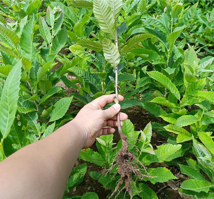 栗子播种示意图