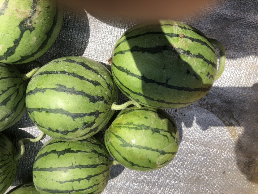 京研脆玉标准化采收场景：清晨露水未散，农户戴食品级手套轻摘带花瓜条，竹筐内瓜体排列整齐，每根均呈现典型翠绿微弯形态，表面水珠晶莹，刺瘤清晰可见