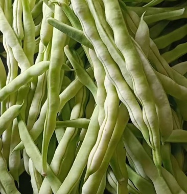 山东优质九粒白芸豆大量供应一首货源量大价优