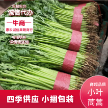 河北永年优质茼蒿四季供应可加工小捆可以商超对接
