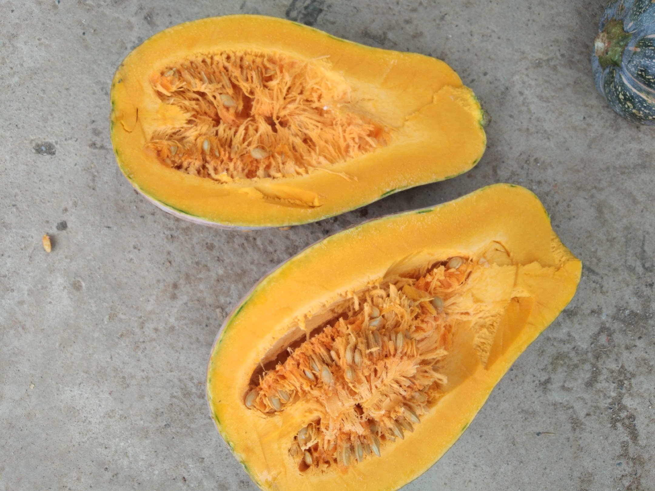 切开的蜜本南瓜内部结构展示