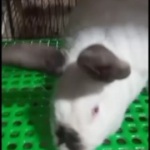 肉兔