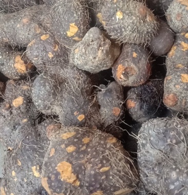 [朱砂莲批发]中药材,朱砂莲价格5.00元/斤 - 一亩田