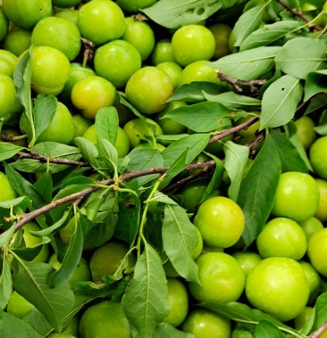 [三华李子批发]三华李价格1.80元/斤 - 一亩田