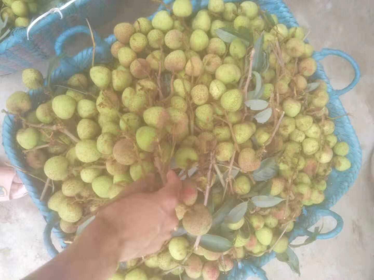 一位农民正在果园中采摘三月红荔枝，手持剪刀剪下成串果实，身旁竹筐已装满新鲜荔枝，背景为清晨薄雾中的荔枝园