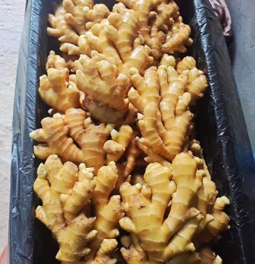 [小黄姜批发]精品湖南水洗小黄姜产地直销无线供应.价格5.