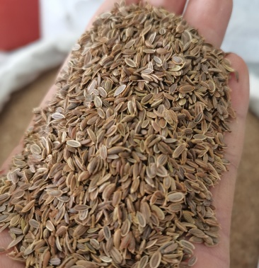 莳萝子千里香各种香辛料中药材批发大全