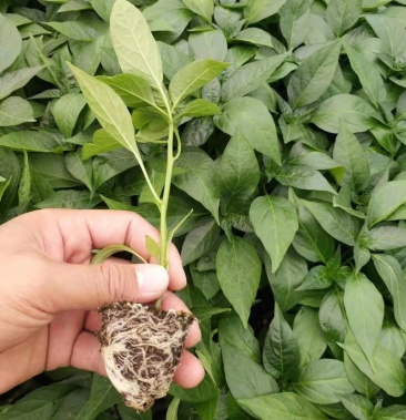 大果指天椒苗有计划外现苗300000株